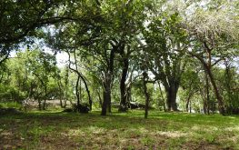 lush green camping area