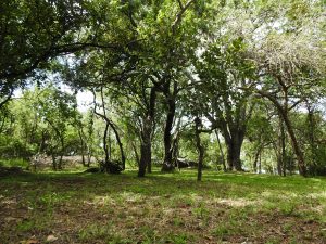 lush green camping area